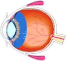 Oeil vu en coupe