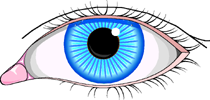Oeil vu de face